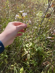 Saponaria officinalis