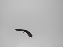 Haliaeetus albicilla