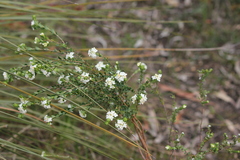 Pimelea flava dichotoma