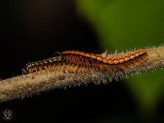 Helicorthomorpha
