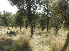 Celtica gigantea