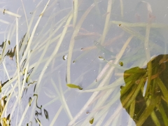 Vallisneria spiralis