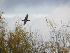 Phalacrocorax carbo