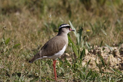 Vanellus coronatus