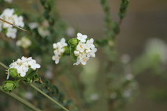 Pimelea flava dichotoma