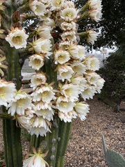 Trichocereus