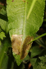 Rumex sanguineus