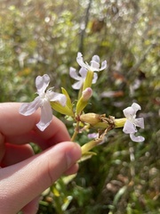 Saponaria officinalis