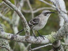 Mimus melanotis