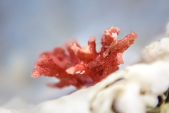 Miniacina miniacea