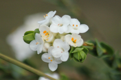 Pimelea flava dichotoma