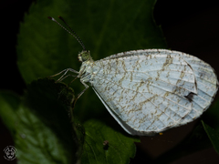 Leptosia nina