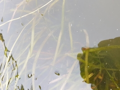 Vallisneria spiralis