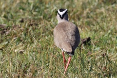 Vanellus coronatus