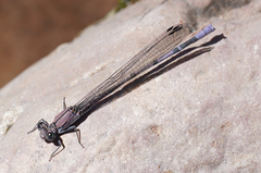Argia tonto