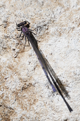 Argia tonto