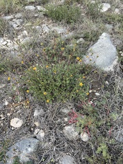 Wedelia hispida