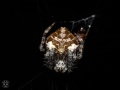 Eriovixia