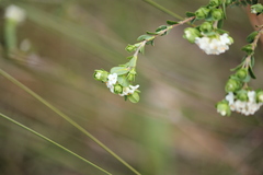 Pimelea flava dichotoma
