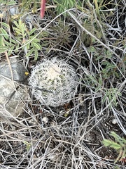 Echinocereus reichenbachii caespitosus