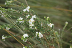 Pimelea flava dichotoma