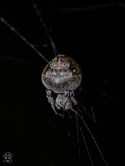 Eriovixia