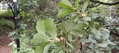 Quercus castanea