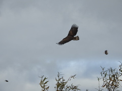 Haliaeetus albicilla