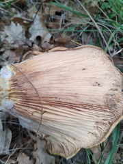 Lactarius zonarius