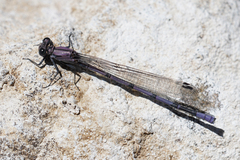 Argia tonto