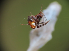 Argyrodes argyrodes
