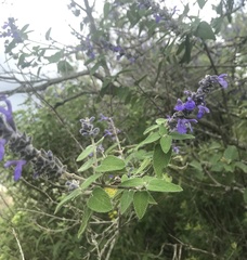 Salvia melissodora