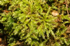 Brachythecium rutabulum