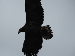 Haliaeetus albicilla