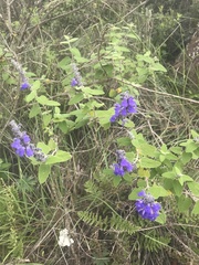 Salvia melissodora