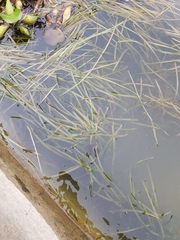 Vallisneria spiralis