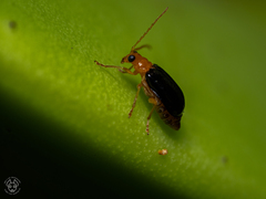 Chrysomeloidea