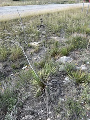 Yucca reverchonii