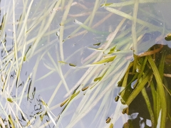 Vallisneria spiralis