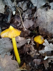 Hygrocybe acutoconica