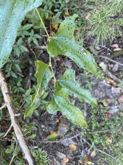 Smilax bona-nox