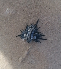 Glaucus atlanticus
