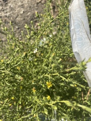 Dittrichia graveolens
