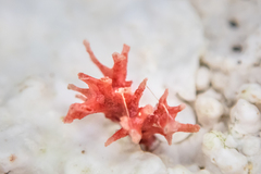 Miniacina miniacea