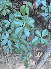 Kalmia latifolia
