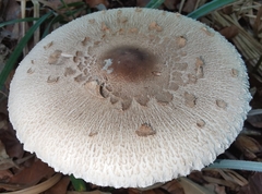 Macrolepiota mastoidea