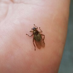 Hippoboscidae