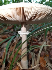 Macrolepiota mastoidea