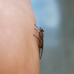 Hippoboscidae