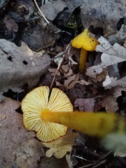 Hygrocybe acutoconica